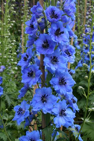 Bright Blue Delphinium Spike