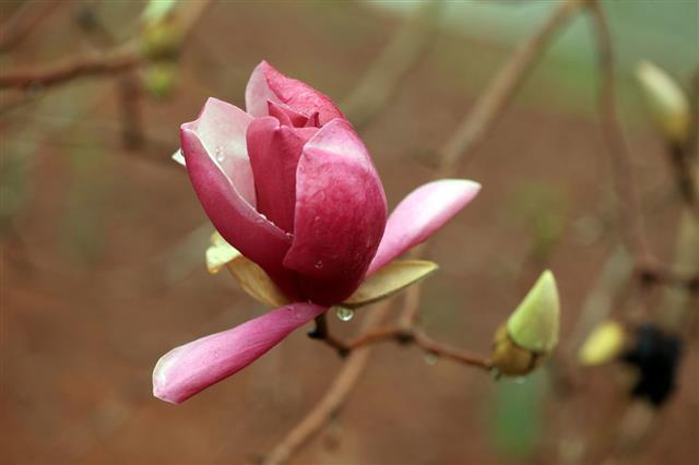 Single Magnolia Flower