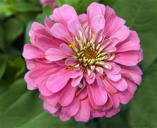 Pink Zinnia Macro