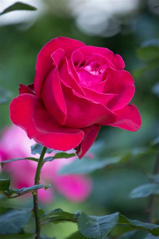 Red Rose