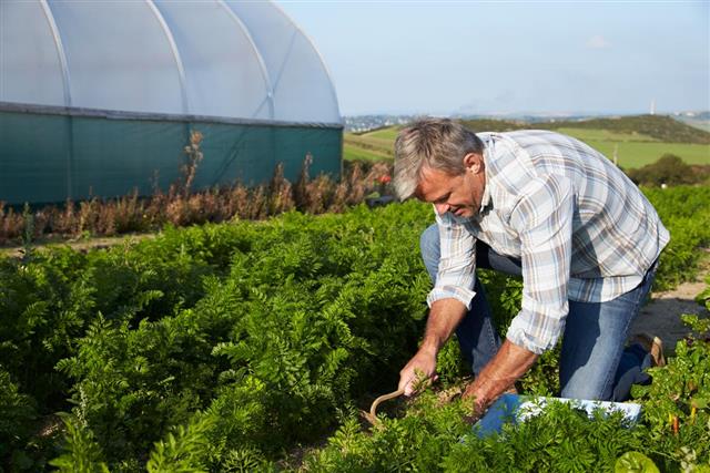 Farmer Harvesting Organic Carrot Crop in Farm