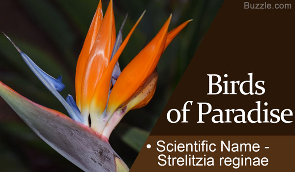 Birds of Paradise Scientific Name Strelitzia reginae