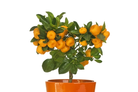 calamondin orange plant