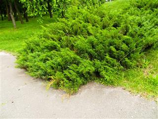 Juniper bushes in a park
