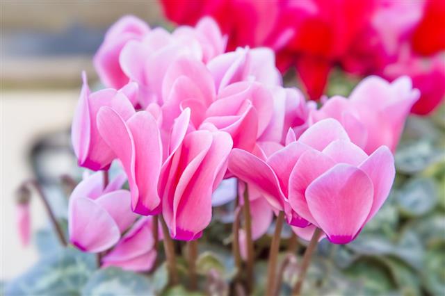 Cyclamen Flowers