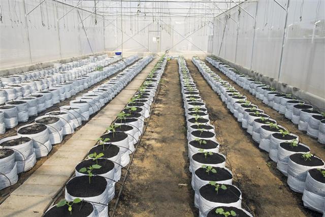 Drip irrigation in melon farm