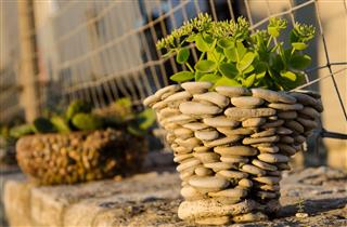 Kalanchoe in Pot Made of Pebbles