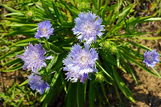 Stokes Aster