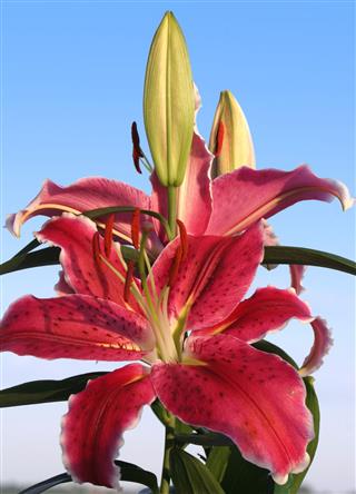 Stargazer Lily