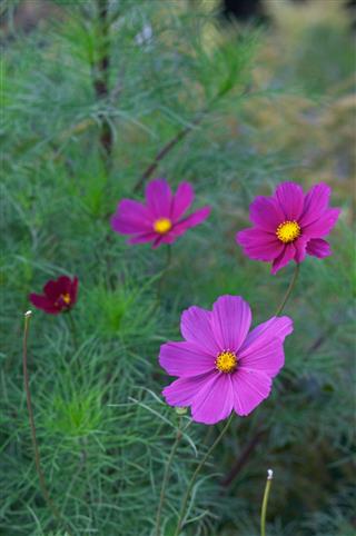 Purple Violet Chamomiles