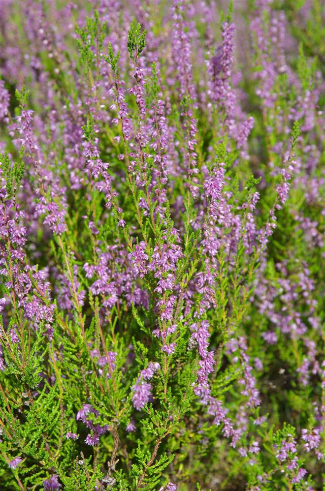 Blooming Heather