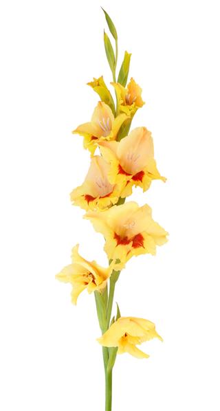 Yellow Gladiolus