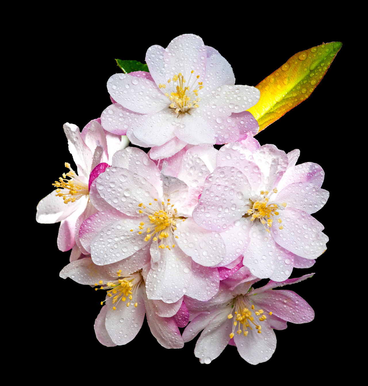 Begonia