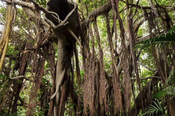 Lianas in a tropical rainforest