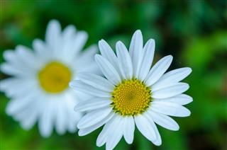 White Daisy Flower
