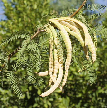 Cluster of mesquite pods