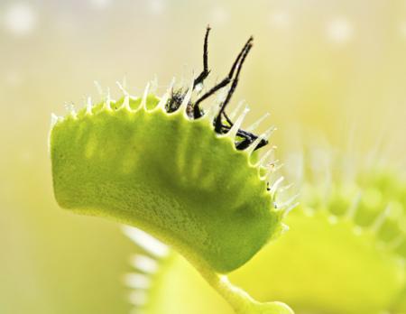 Close-up of Venus flytrap (dionaea muscipula) eating a fly.