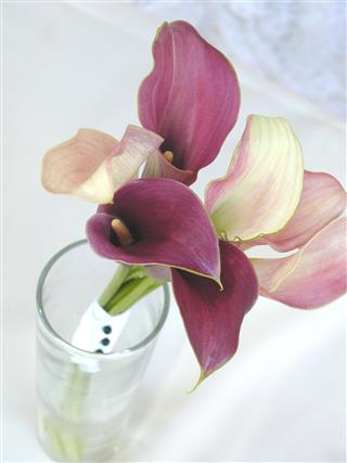 Calla Lily Bouquet