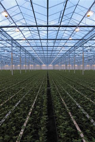 Greenhouse Of Chrysanthemums