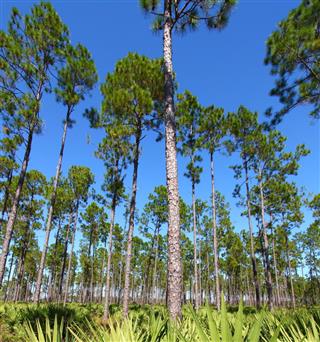 Pine Flatwoods