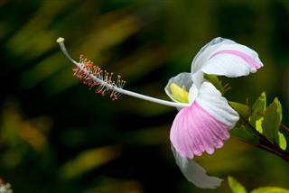 Hibiscus