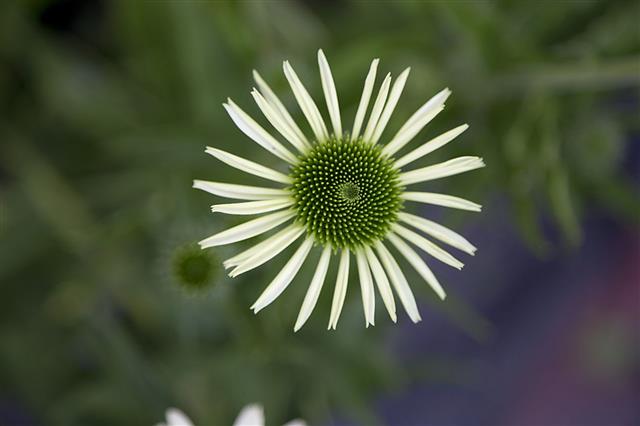 Echinacea Flower