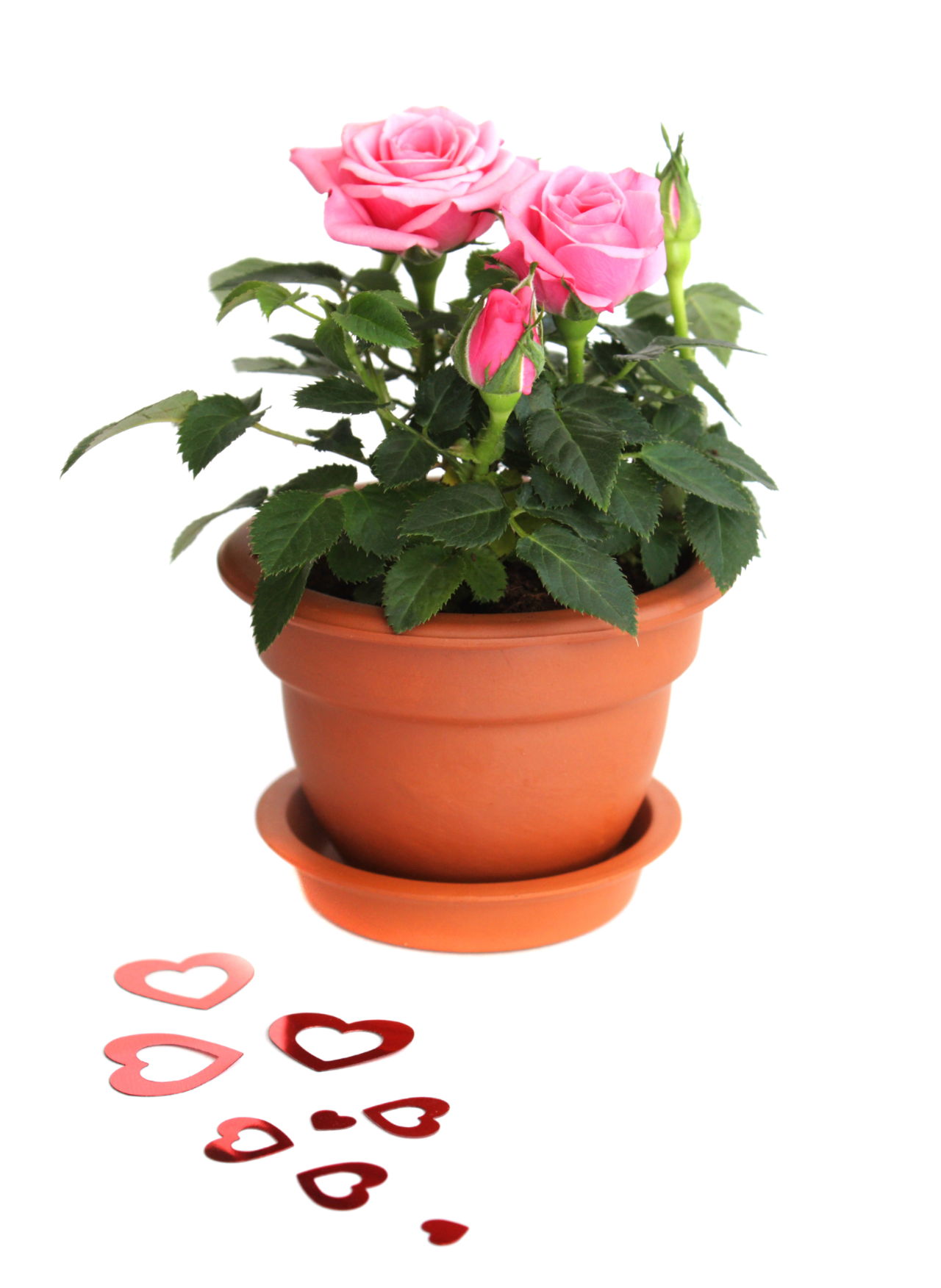 Rose In Ceramic Pot