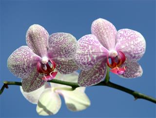 Orchids