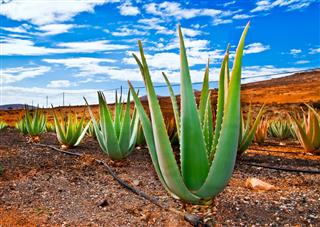 Aloe vera field