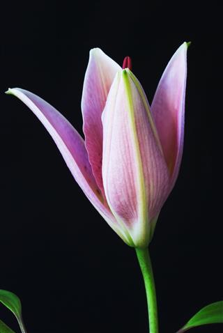 Pink Lily Flower
