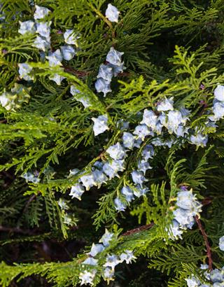 Oriental Thuja Branches With Cones