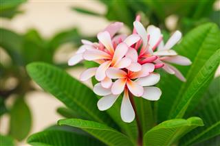 Pink Plumeria Flowers In Garden Thailand