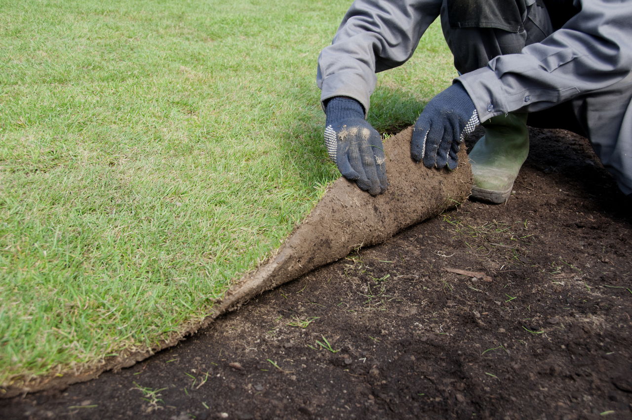 Making A New Lawn
