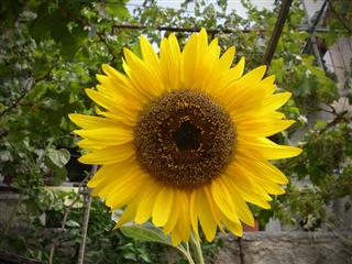 Sunflower