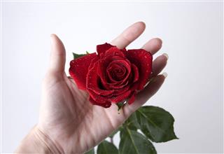 Red Rose