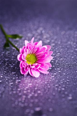 Closeup Purple Chrysanthemum Flower