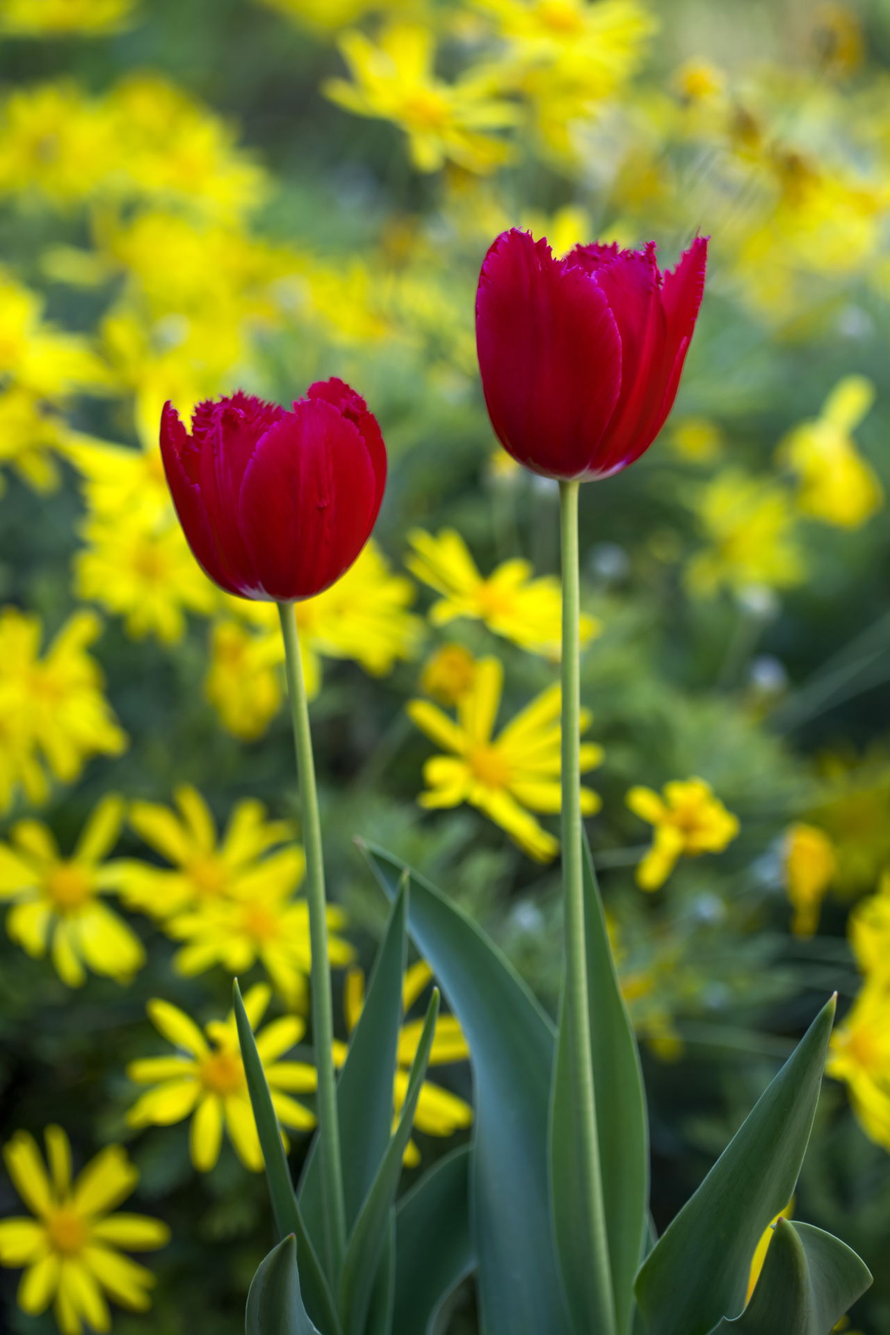 Red Tulip