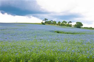 Field of alfalfa