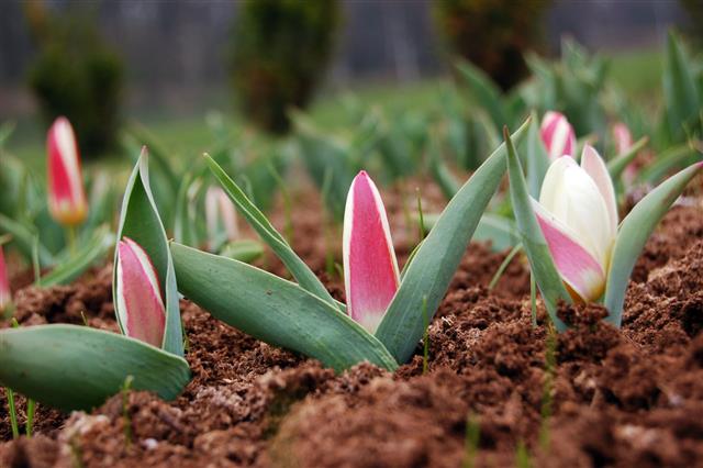 Tulips