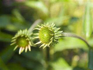 Chrysanthemum