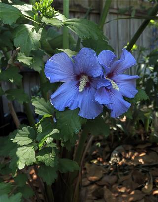 Dewdrops On Rose Of Sharon