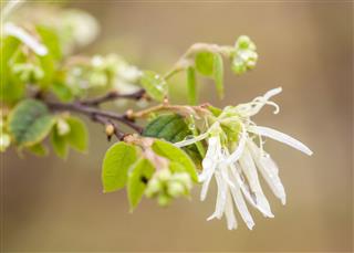 Milky White Witch Hazel