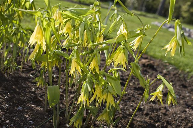 Bellwort Flower