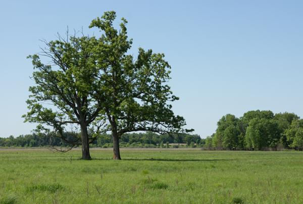 bur oak
