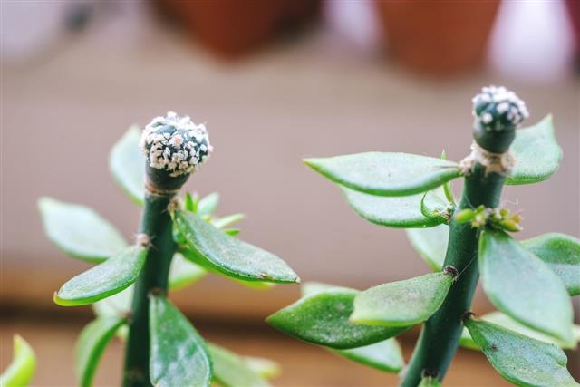 Grafted Astrophytum on pereskiopsis