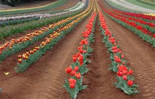 Tulips In Spring