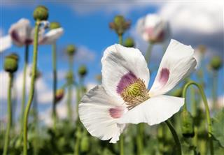 Opium Poppy