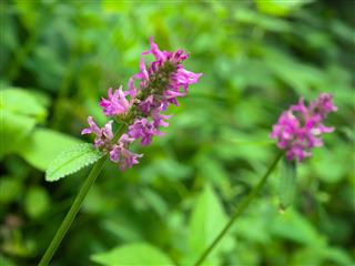 Stachys Officinalis