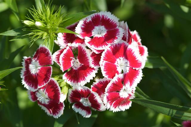 Dianthus Flowers