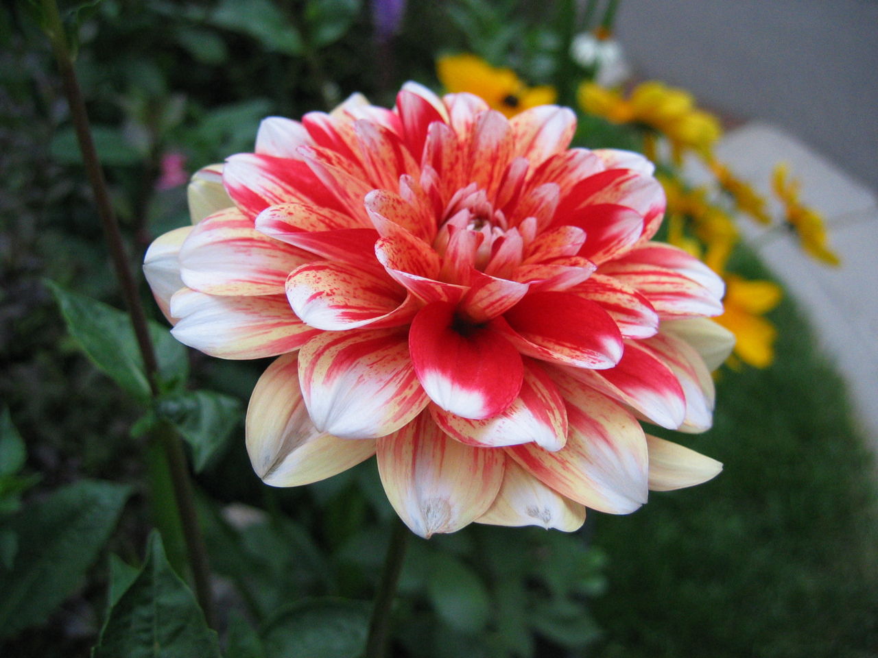 Dahlia